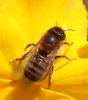 Osmia sp.